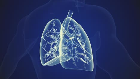 cuerpo humano con pulmones antecedentes médicos