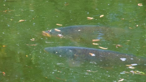 two big common carp fish at the surface of water looking out for food to drop into lake