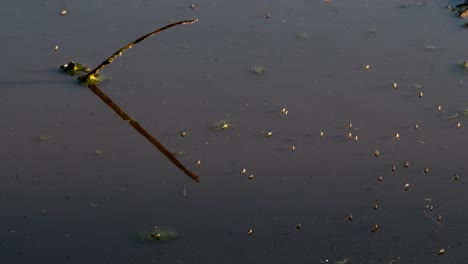 moscas que habitan en el agua del estanque contaminado con un pequeño trozo de madera en firmat, santa fe, argentina - tiro medio
