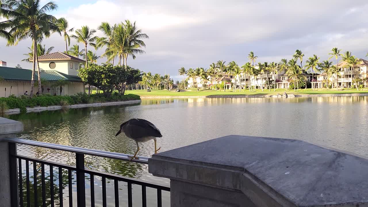 A solitary bird stands on a concrete ledge overlooking a calm tropical lake, with palm trees and waterfront homes in the background under a soft morning light.