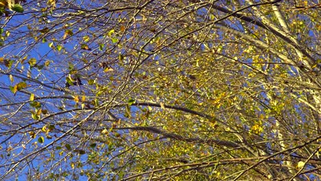 Low-Angle-Ansicht-In-Zeitlupe-Der-Herbstblätter-Der-Silberpappel,-Die-Vom-Wind-Bewegt-Werden