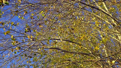 low angle view in slow motion of silver poplar autumne leaves moved by the wind