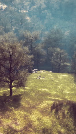 dramatic scenic fog in pine forest on mountain slopes