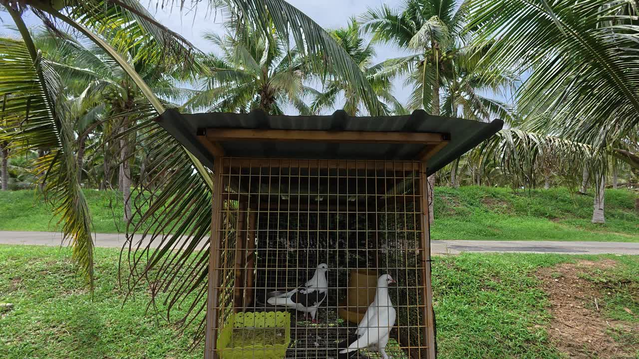 Small cages housing pet pigeons are carefully arranged in an open area. Each cage holds a single bird or a breeding pair
