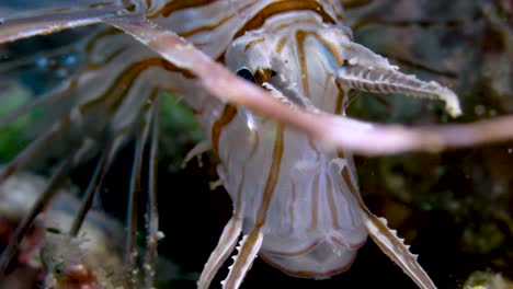 Closeup-of-Lionfish-sucking-water-into-its-gills