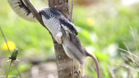 black rat snake eating its prey