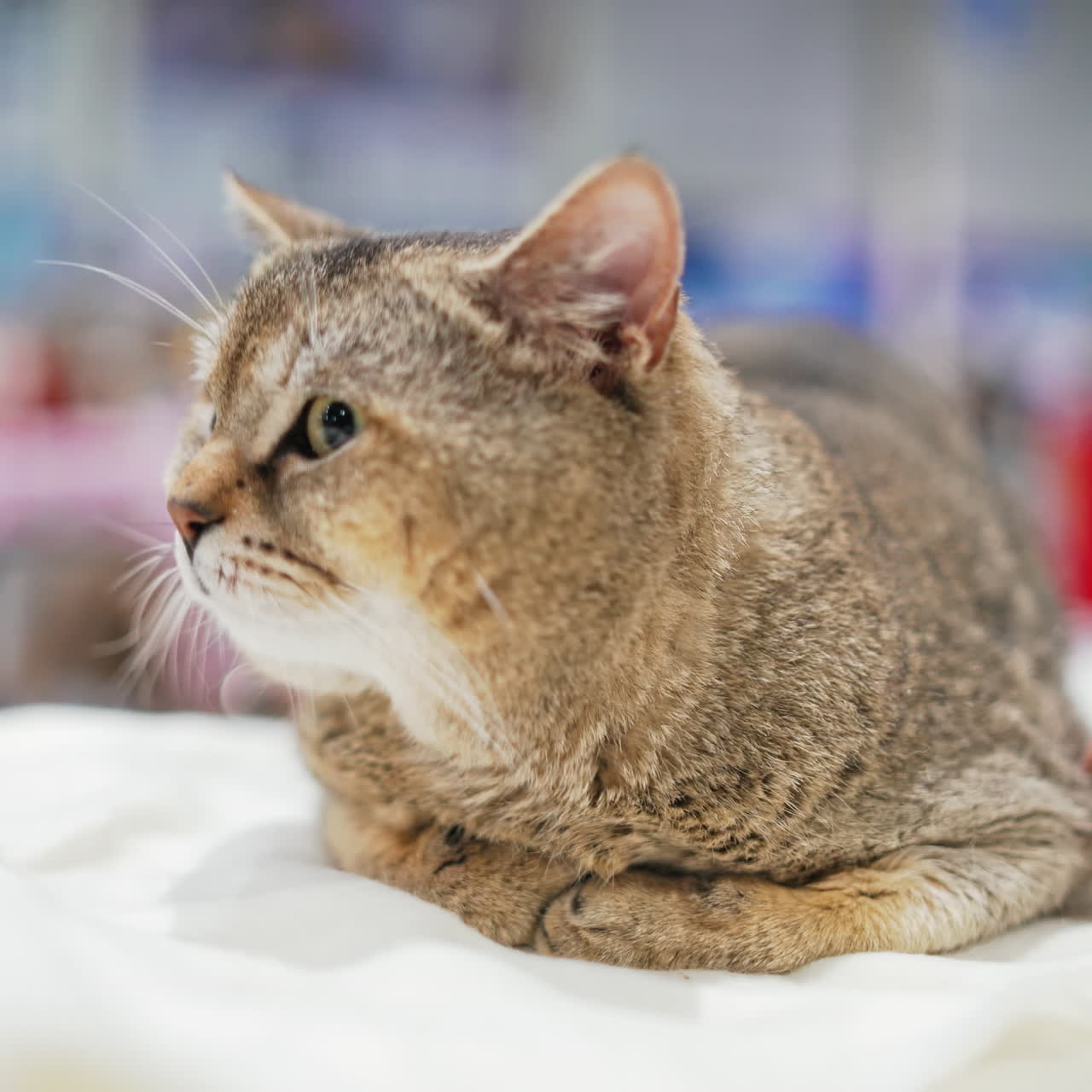 Pets. A sick cat lying on a litter in a hospital of the veterinary clinic.