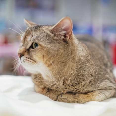 pets. a sick cat lying on a litter in a hospital of the veterinary clinic.