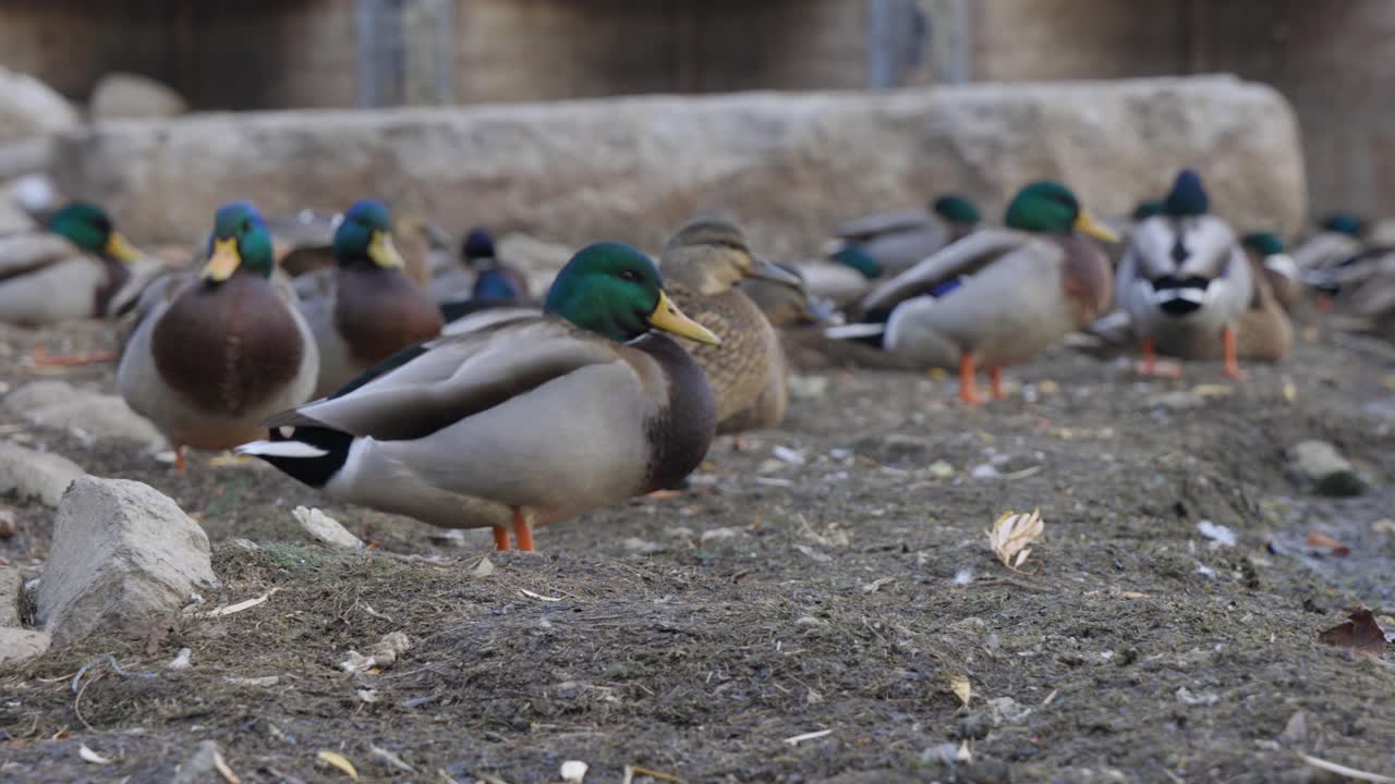 Group of Male Ducks gather peacefully in a Marina sitting next to a shoreline, flock of birds (4K)