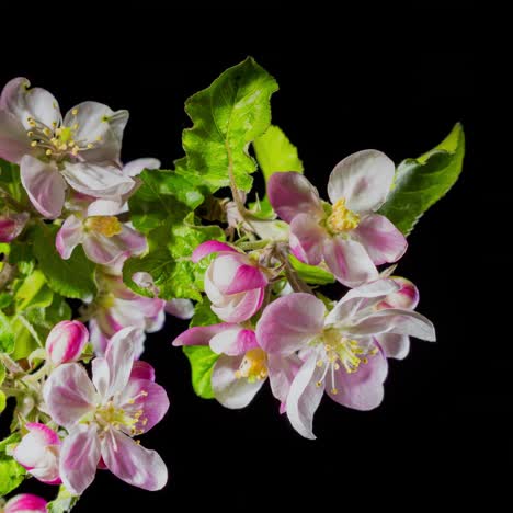 las flores florecen en la rama del manzano