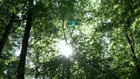 cámara mirando la luz del sol brillando y mirando a través de las copas de los árboles de la densa selva verde