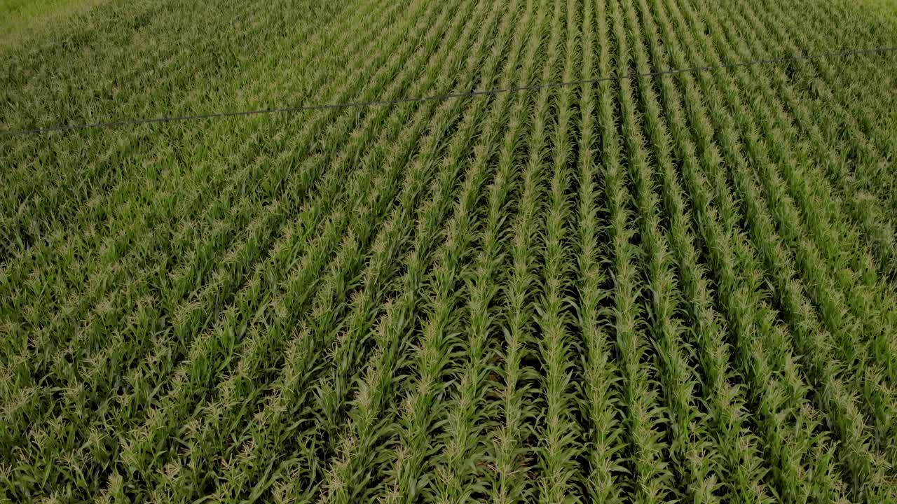 flotando sobre un campo de maíz, el maíz verde madura en un campo cerca de la carretera