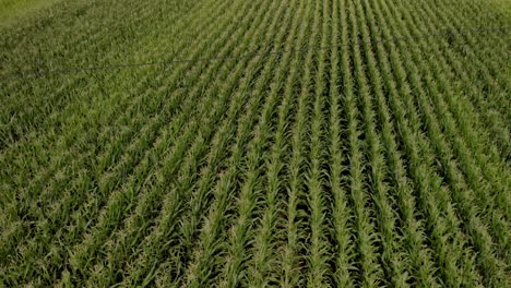 hovering over a maize field, green maize ripens in a field close to the road