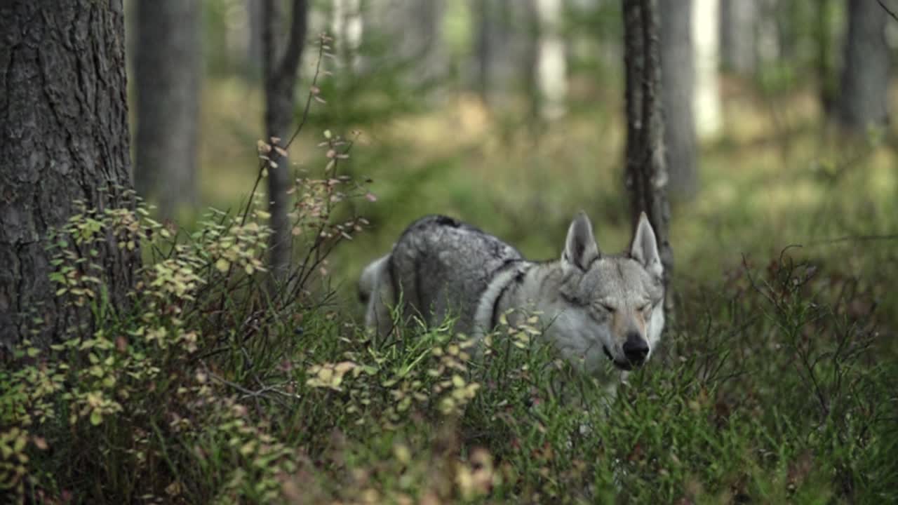 lobo corriendo en un bosque con niebla y niebla en primer plano fondo borroso