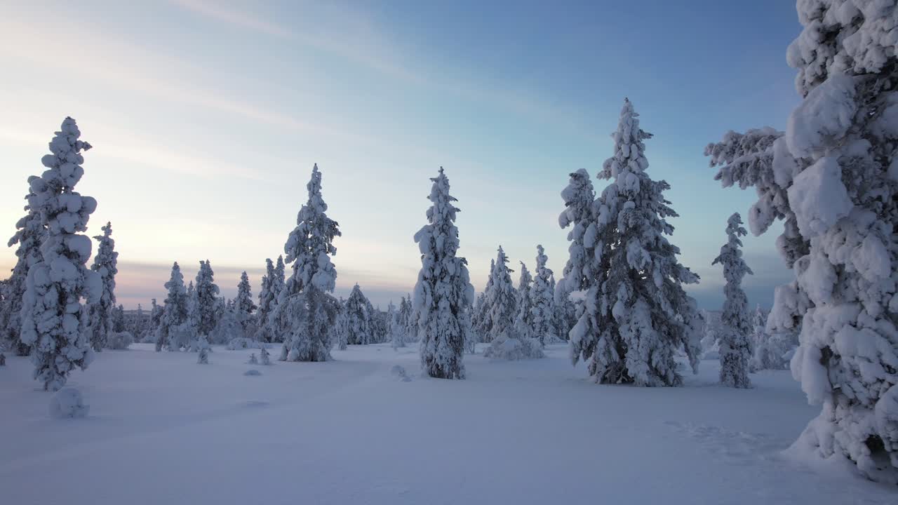Drone flyver lavt gennem snedækkede træer i Lapland, Finland, Arktisk Cirkel