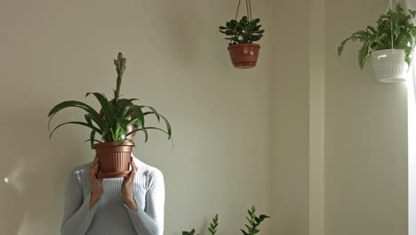 plants growing in home for air purification