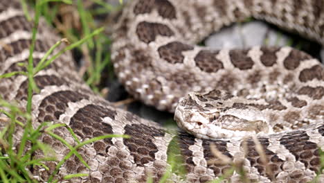 serpiente de cascabel en la hierba reptil peligroso