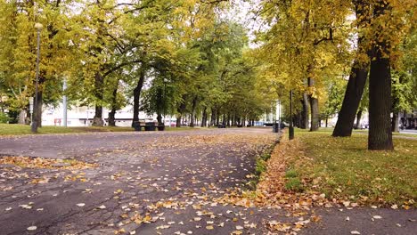 colorful yellow and gold color autumn park alley with traffic in the distance