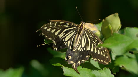 Papilio-Xuthus-Asian-swallowtail,-Chinese-yellow-swallowtail-butterfly-under-sunlight-perched-on-bush-leaf-flipping-wings