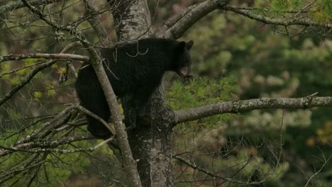 cinnamon bear cubs dark one looks at you then pan to 2 lighter ones in tree