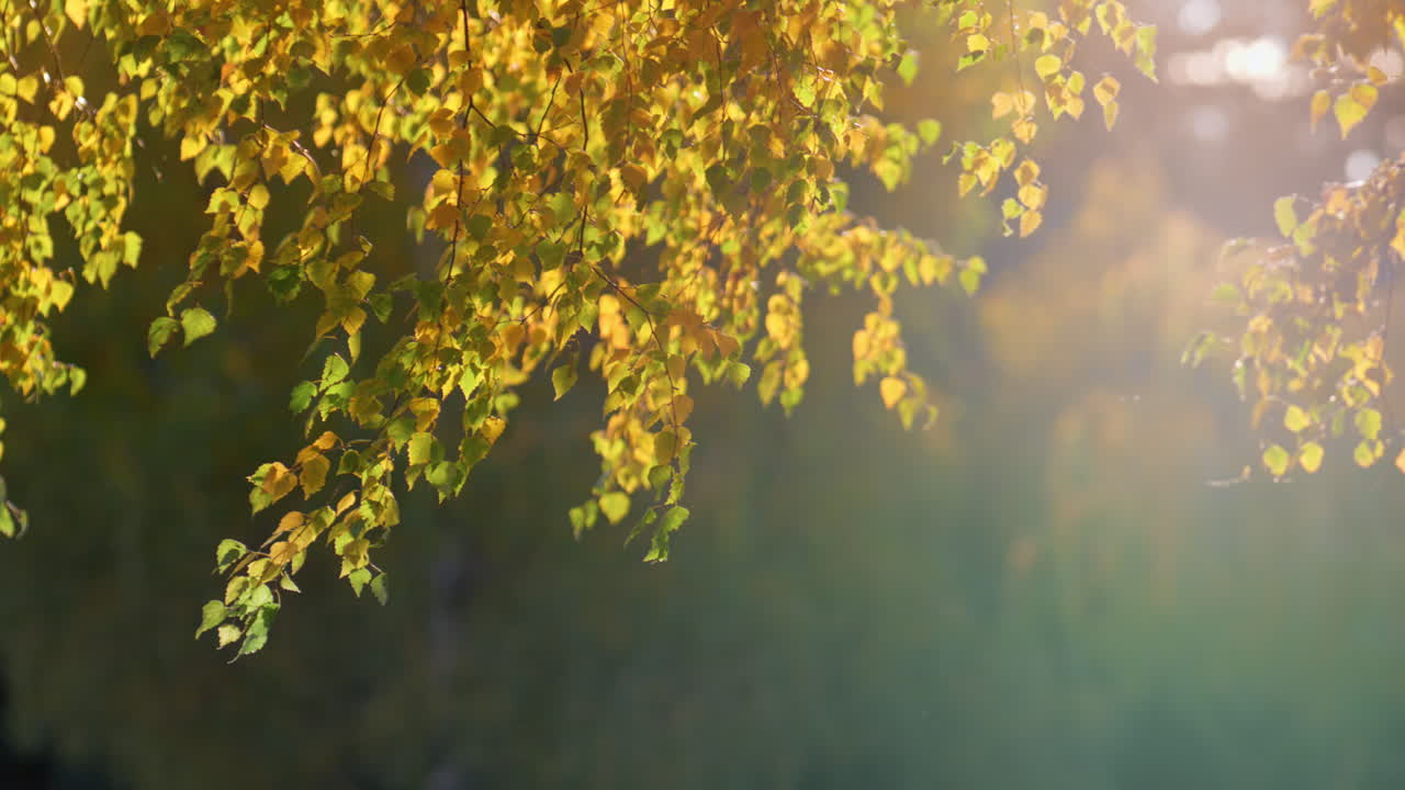 잎자루 birch 나무 황금 가을  ⁇ 빛을 조명. 숲에서 황금 계절.