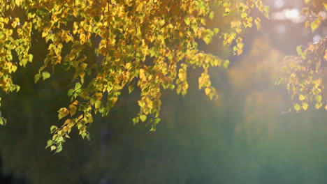 Laub-Birke-Beleuchtet-Goldenes-Herbstsonnenlicht.-Goldene-Jahreszeit-Im-Wald.