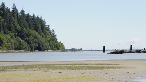 Wreck-Beach,-Forest-and-logs