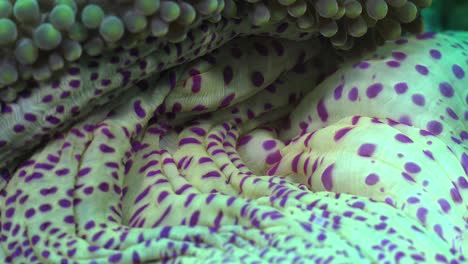 close up of white sea anemone with purple spots