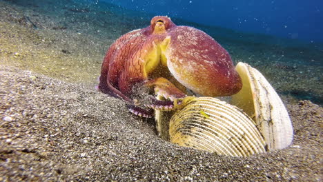 pulpo de coco limpiando su hogar que consta de tres conchas de almeja