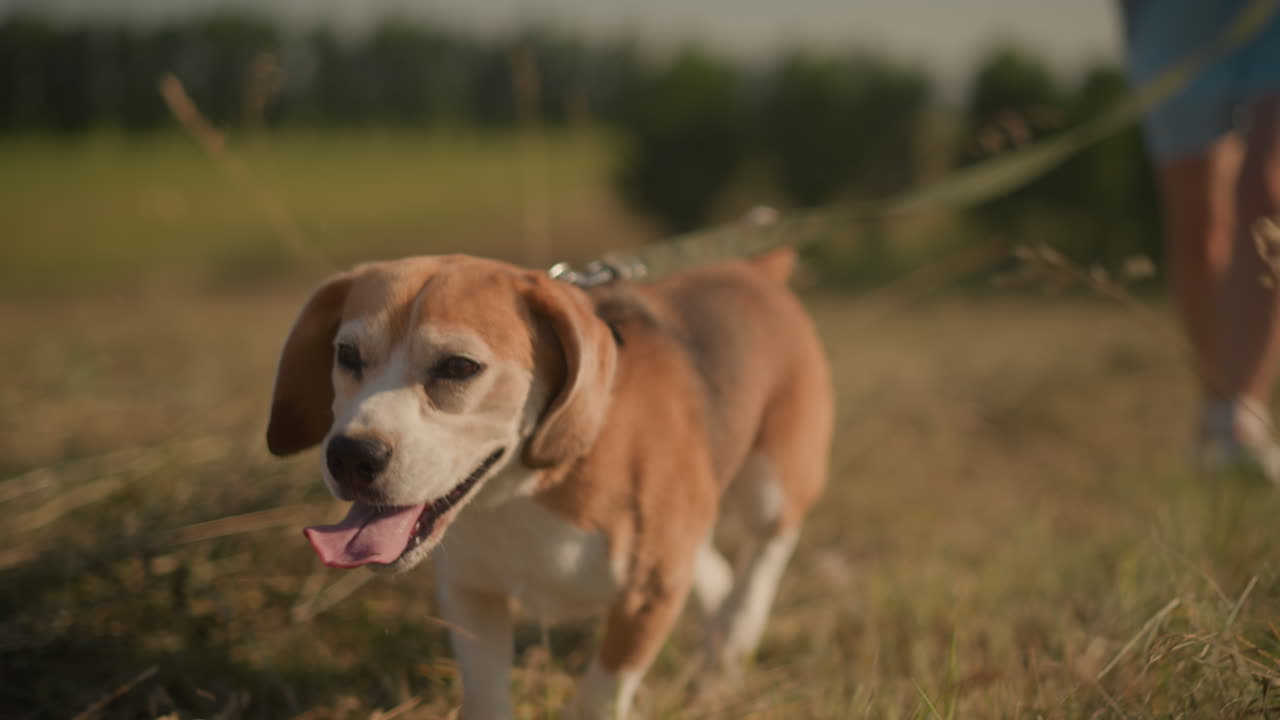 beagle feliz en la correa corriendo junto al dueño en un campo soleado, primer plano de perro con la lengua afuera, vista borrosa del dueño sosteniendo la correa, fondo natural de hierba verde y árboles suaves