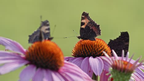 static view of a colony of black streaked butterflies on violet flowers:one of them in flight