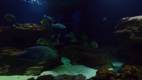 Paris-aquarium,-Paris-france-surgenfishes-and-other-fishes-in-large-tank