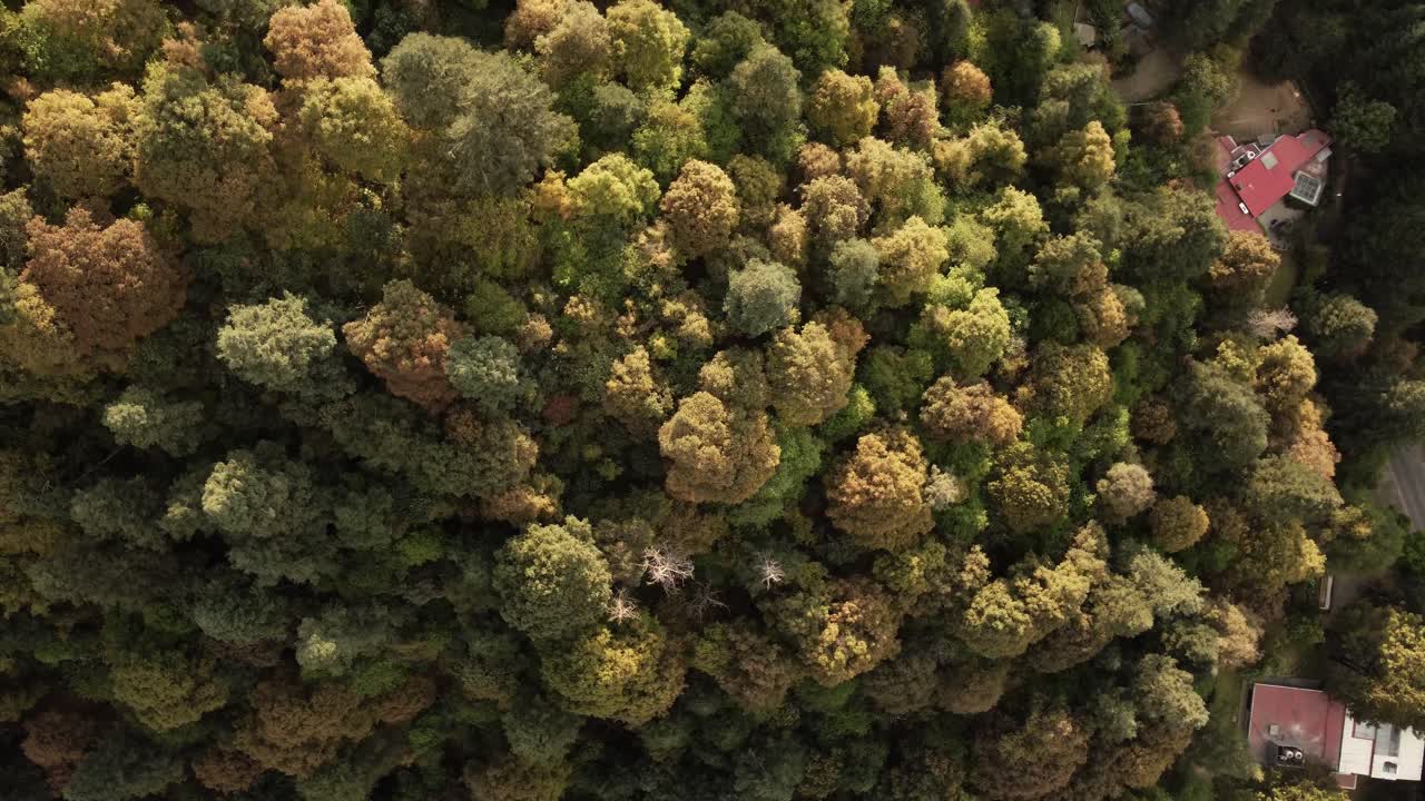 Overhead Orbit Shot Of Countless Green Trees From Heart Of Forest, Mexico
