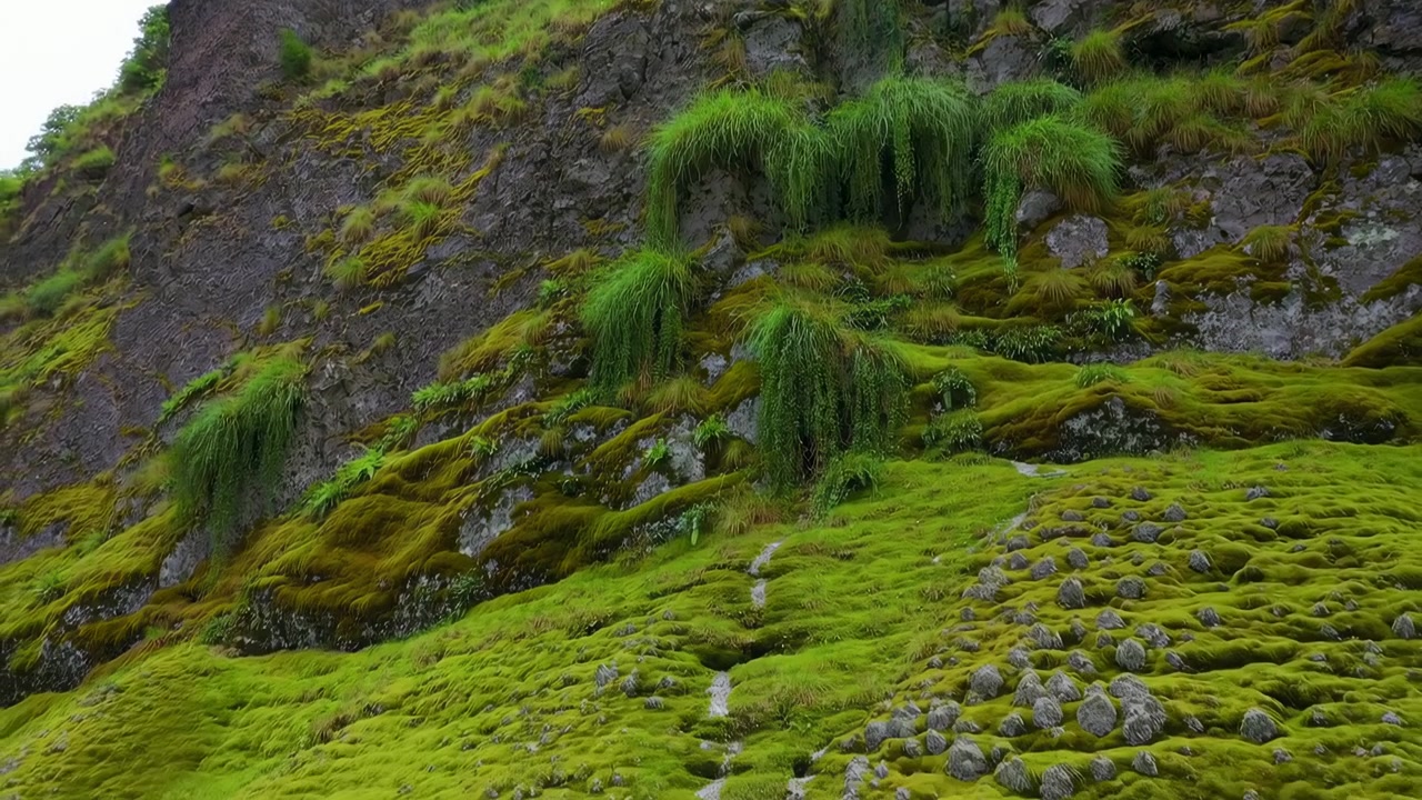 Ripida falesia basaltica densamente ricoperta di muschio verde vivido ed erba filamentosa che pende da sporgenze rocciose, mostrando pietra texturizzata, umidità, fessure e un'atmosfera di natura selvaggia calma e nuvolosa