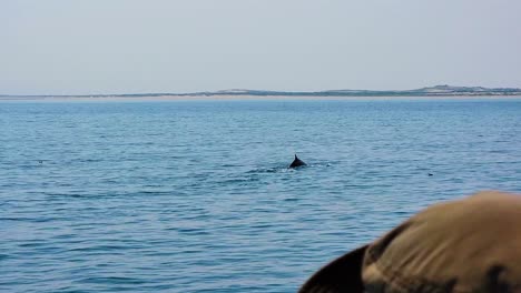 Fin-Whale-Breaches-the-Surface-While-Swimming-the-Sea-and-a-Person-In-a-Boat-Watches-it-Dive-into-the-Blue-Ocean