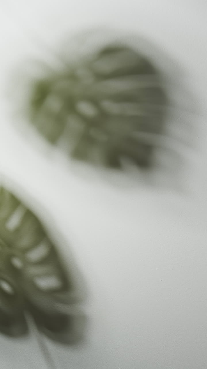 Vertical video of close up of blurred leaves on white background with copy space in slow motion