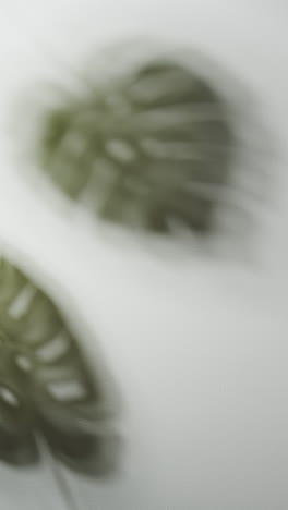 vertical video of close up of blurred leaves on white background with copy space in slow motion