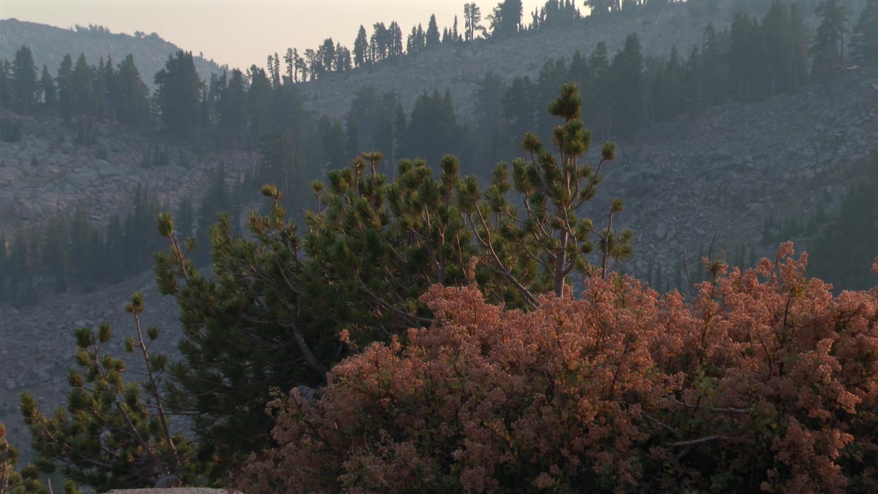 Gli alberi coprono l'ambiente montano del Parco Nazionale Vulcanico di Lassen in California, Stati Uniti. Inquadratura statica.