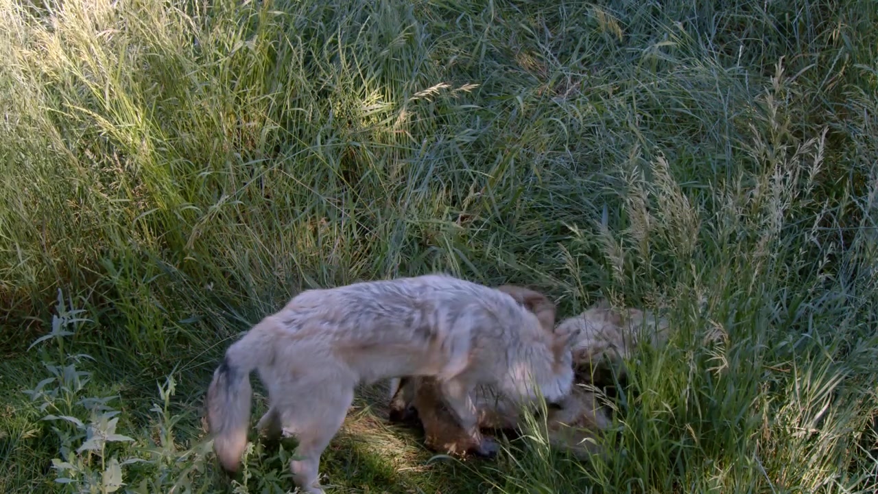 A grey wolf named Koa.