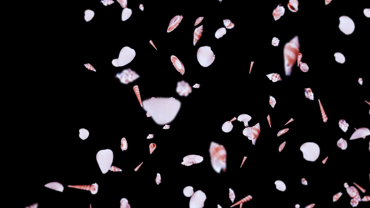 검은 바탕에 많은 바다 데기를 날아. 현실적인 조개 모양의 컬렉션. 열대 수중. 회전하는 데기의 3d 루프 애니메이션.