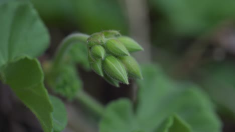 soft focus of green plant and leaves dark setting, forrest mood