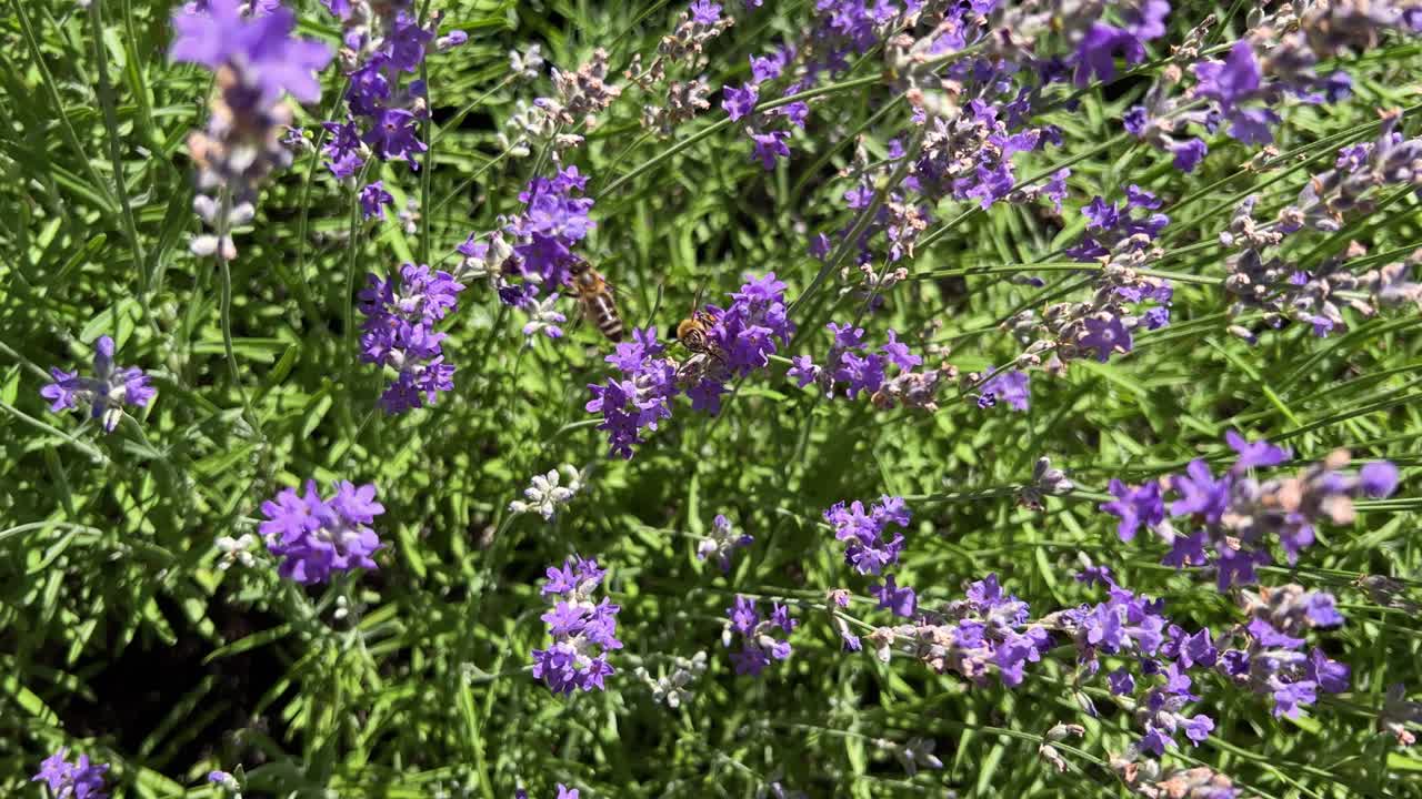 Closeup of a two bees pollinating a lavender flower. Bee pollination. Vibrant summer flower