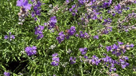 closeup of a two bees pollinating a lavender flower. bee pollination. vibrant summer flower