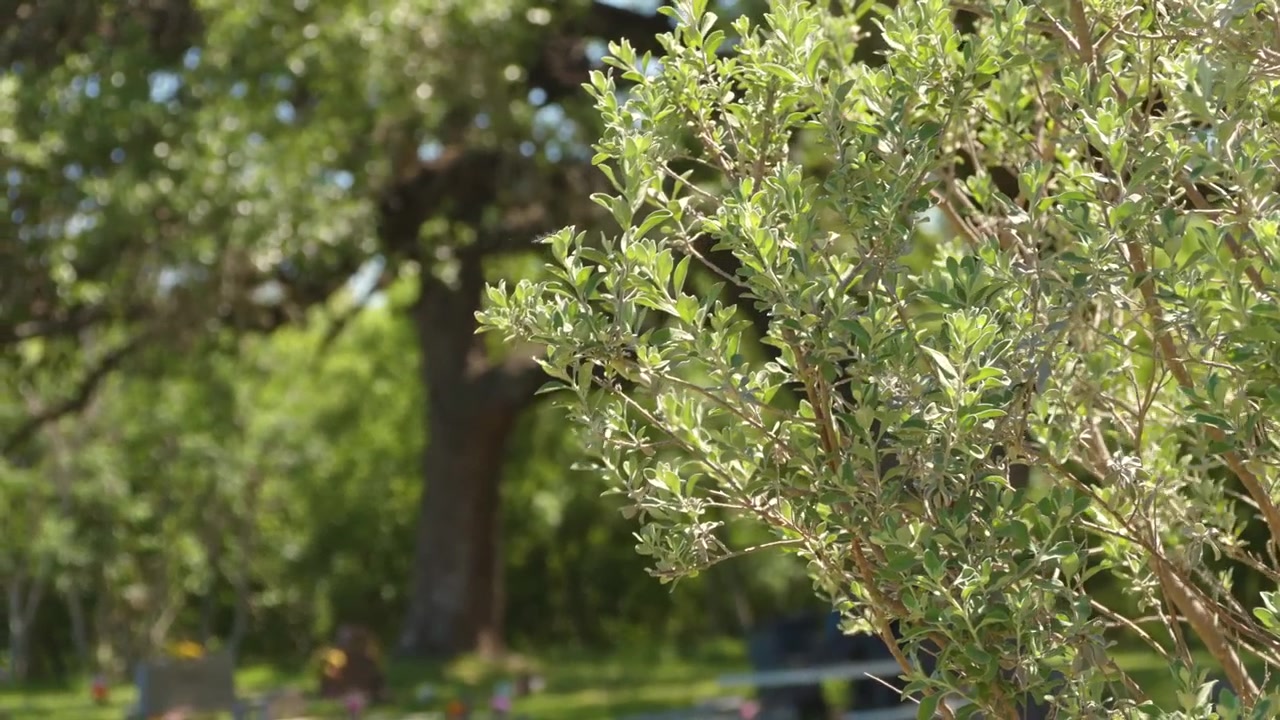 Et 4K-opptak av en Texas Sage-busk som svaier forsiktig i vinden, med sine sølvfargede blader som vugger elegant. Scenen fanger skjønnheten og roen til denne stedegne Texas-planten.