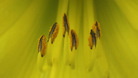 flor de lirio de día amarillo