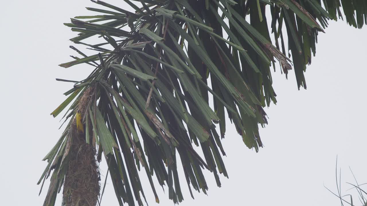 un pájaro oropéndola que lleva hierba en el pico aterriza en el borde de una palmera donde se puede ver su nido pendular colgando de la rama del árbol, sigue el tiro
