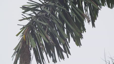 A-oropendola-bird-carrying-grass-in-its-beak-lands-on-the-edge-of-a-palm-tree-where-you-can-see-its-pendulous-nest-hanging-from-the-tree-branch,-follow-shot