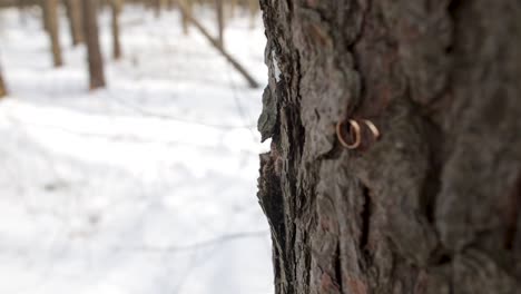 wedding rings on a snowy tree trunk