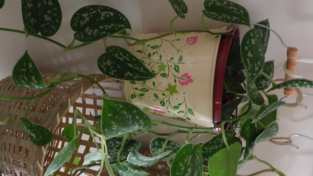 Hanging indoor plants