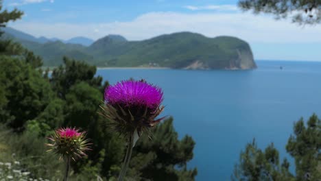 mar y montañas verdes vista del mediterráneo, púrpura rosa cardo lechoso flor